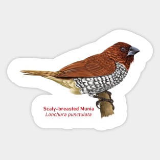 Scaly-breasted Munia | Lonchura punctulata Sticker